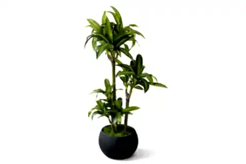 YAPAY MASENGENA AĞACI, 3 GÖVDELİ, 160 CM